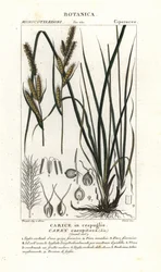 Tufted sedge, Carex caespitosa