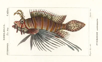 Spotfin lionfish, Pterois antennata