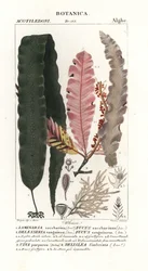 Sugar kelp and other seaweeds