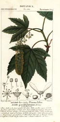 Sycamore maple or planetree maple