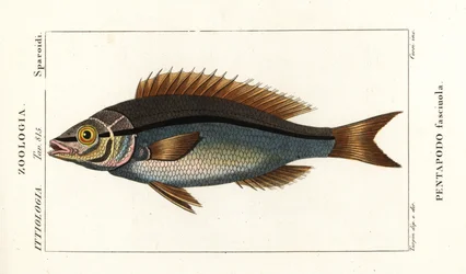Threadfin bream