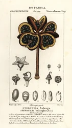 Tropical Chestnut or Nawa Tree, Sterculia Balanghas