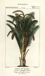 True sago palm