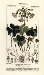 Violet wood-sorrel, Oxalis violacea