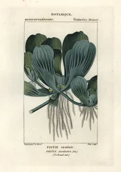 Water Lettuce or Nile Cabbage, Pistia stratiotes
