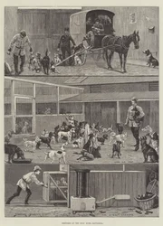 Sketches at the Dogs