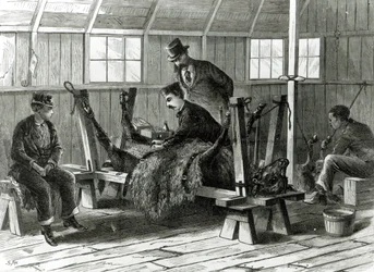 Taking Virus from the Calf, Illustration from 