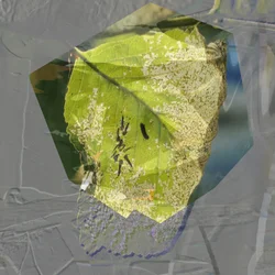 Abstract Green Leaf