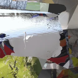 White Swan Abstract Collage