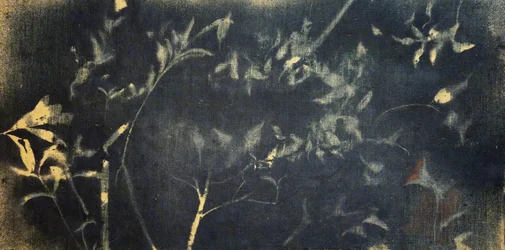 Indigo Botanical Study