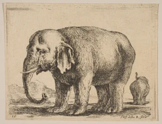 Elephant, from Various Animals