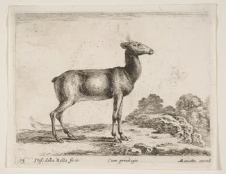 Doe, from Various Animals