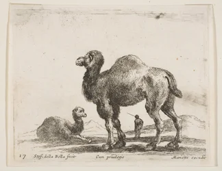 Plate 17: camels, from Various animals