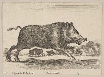 Plate 19: Wild Boar, from Various Animals