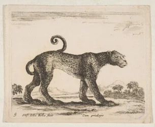 Plate 9: leopard, from 