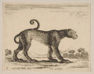 Leopard, from Various Animals (Diversi Animali)