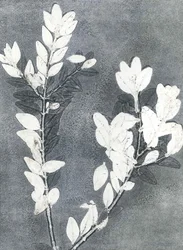 Midnight Garden III, 2015