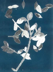 Midnight Garden II, 2015