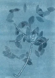 Midnight Garden I, 2015