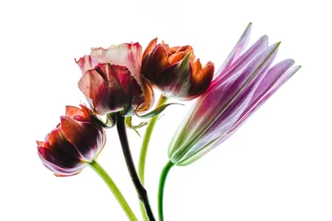 Group of four flowers, 2021