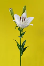 Lily on Yellow No. 01, 2020