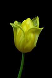 Yellow Tulip No.02