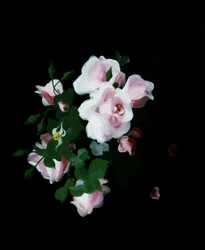 Roses Roses