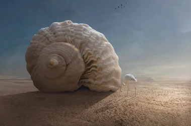 Flamingo and Giant Shell