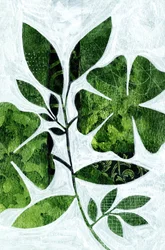 Botanical Leaf Study