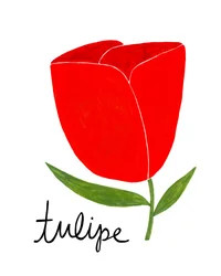 Vibrant Red Tulip
