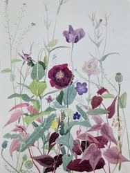 Garden Flowers, June, 2025