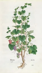 Grape Vine (Vitis Vinifera) botanical plate from De Historia Stirpium by Leonard Fuchs, 1543