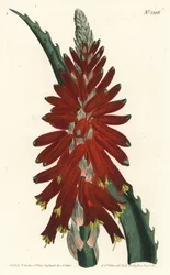 Narrow leaved sword aloe, Aloe arborescens.