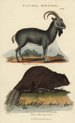 Alpine Ibex and European Beaver