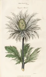 Alpine Sea Holly (Eryngium alpinum)