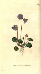 Alpine Soldanella