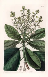 American Arbutus Tree