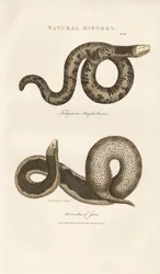 Amphisbaena and Javan Wart Snake