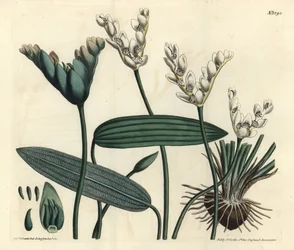 Cap-pondweed, Aponogeton distachyos