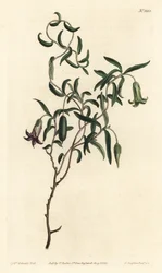 Apple Berry from William Curtis