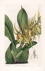 Araignee Orchid - Plate engraved by S.Watts, from an illustration by Sarah Anne Drake, from the Botanical Register of Sydenham Edwards, England