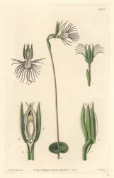 Araignee Orchid