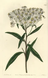 Aster Umbellata - Flat-topped Aster, Doellingeria umbellata (Almond-leaved Aster, Aster amygdalinus). Handcoloured copperplate engraving from Sydenham Edwards