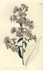 Panicled Aster