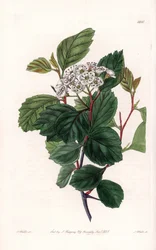 Hawthorn or White Thorn, Native of North America