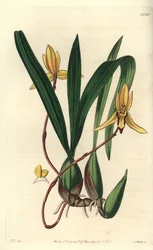 Australian epiphytic orchid variety