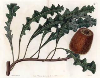Banksia Gardneri, Australian Oiginary