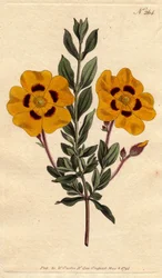 Beautiful cistus with vivid yellow flowers decorated with crimson. Cistus formosus.