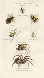 Bees, Aphids and Spiders
