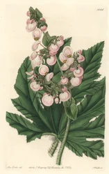 Begonia with Pale Pink Flowers